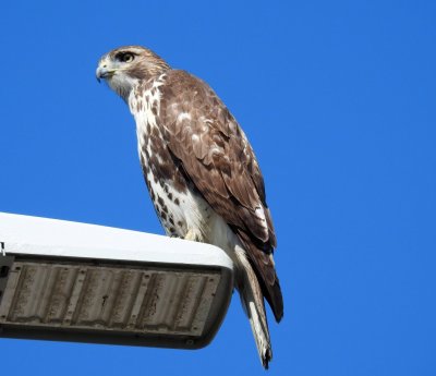 Red-tailed Hawk.jpg