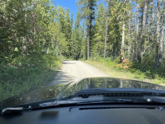 Mustang- logging road.jpg